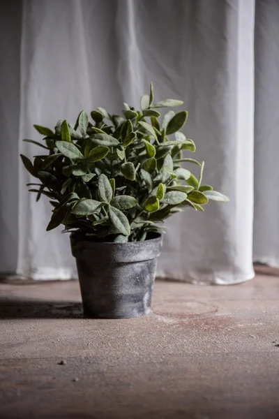 Pflanze auf dem Boden — Stockfoto