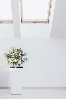 Houseplant beyaz iç