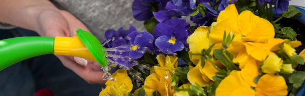 Derramando água em flores — Fotografia de Stock