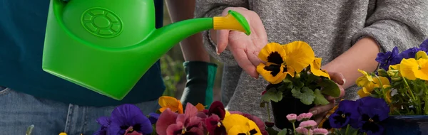 Drenken kleurrijke bloemen — Stockfoto