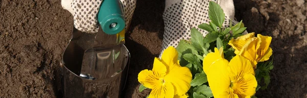 Yellow pansy flower in garden — Stock Photo, Image