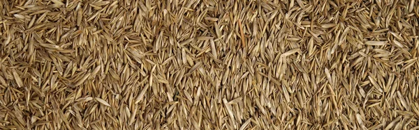 Close up of grass seed — Stock Photo, Image