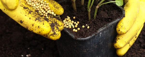 Putting a fertilizer in ground — Stock Photo, Image