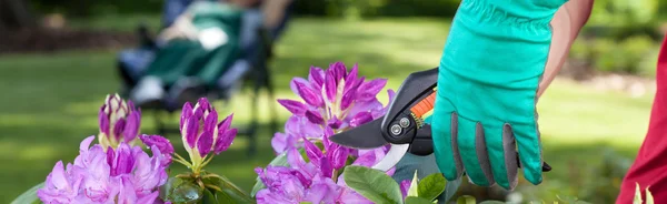 Man cut beautiful flowers — Stock Photo, Image