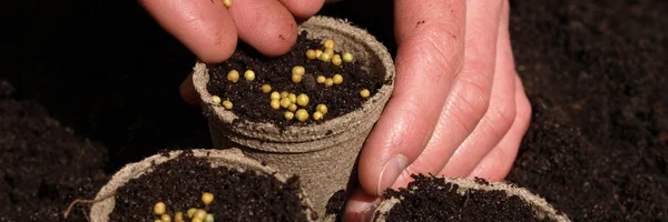 Fertilizante en macetas — Foto de Stock