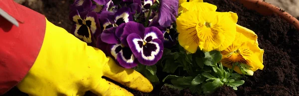 Handen van tuinman aanplant viooltjes — Stockfoto