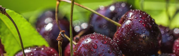 Red ripe cherries — Stock Photo, Image