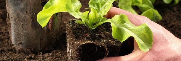 Aussaat von Salat — Stockfoto