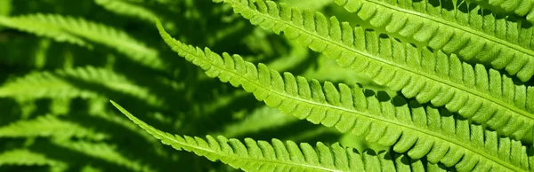 Leaves of fern — Stock Photo, Image