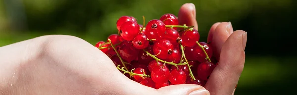 Currants in hand — Stock Photo, Image