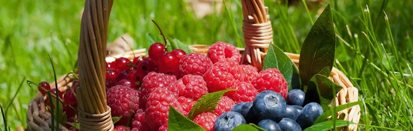 Cesto con frutta in giardino — Foto Stock