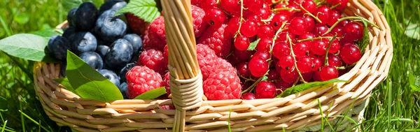 Blaubeeren Himbeeren und rote Johannisbeeren — Stockfoto