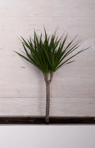 Planta verde sobre fondo beige — Foto de Stock