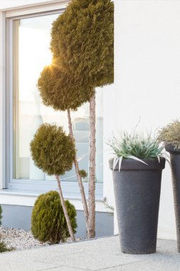 Bahçesinde olağanüstü ağaç