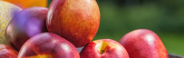 Close-up of ripe nectarines — Stock Photo, Image