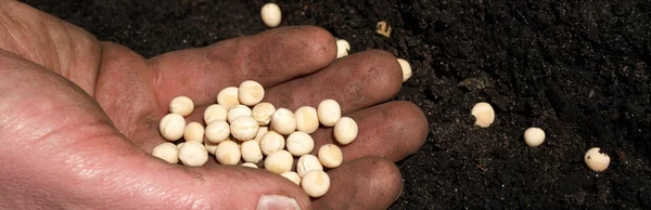 Gros plan sur les graines de légumes — Photo