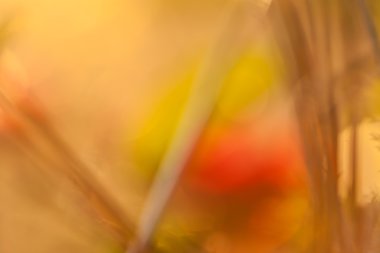 Yaz parlak arka plan