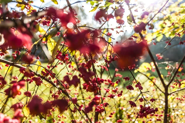 Strom s červenými květy — Stock fotografie