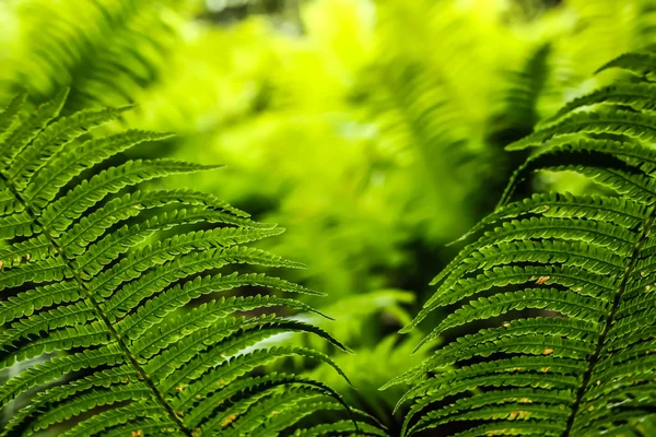 Green leaves of fern — Stock Photo, Image