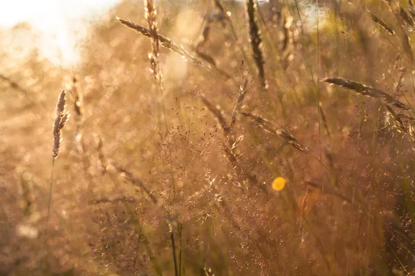 Beautiful color meadow background — Stock Photo, Image