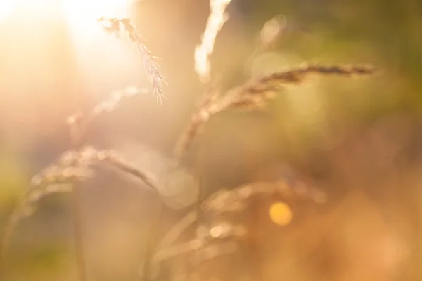 Blurred field of grain background — Stock Photo, Image