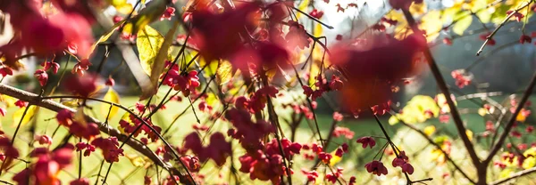 Strom s červenými květy — Stock fotografie