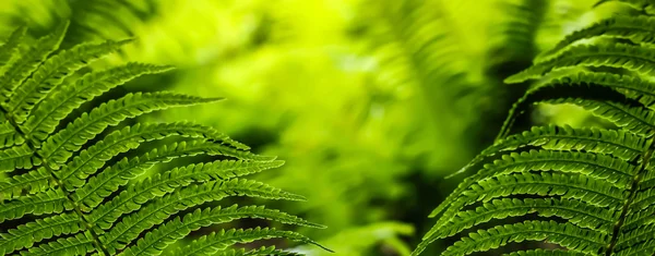 Green leaves of fern — Stock Photo, Image
