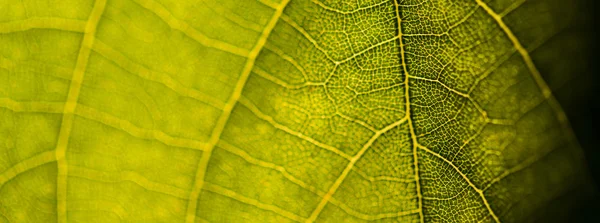 Close-up de veias foliares — Fotografia de Stock