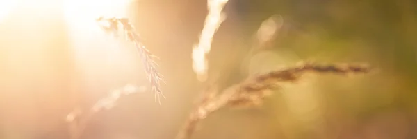 Blurred field of grain — Stock Photo, Image