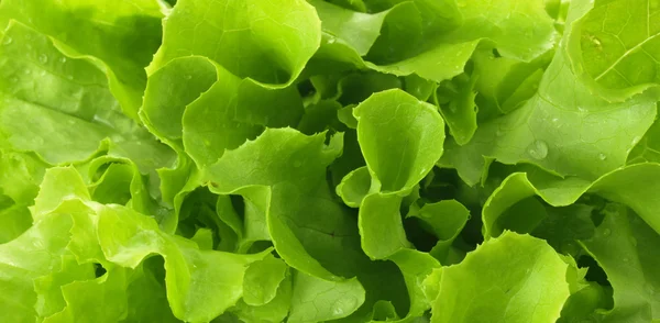 Grüner Salat als Hintergrund — Stockfoto