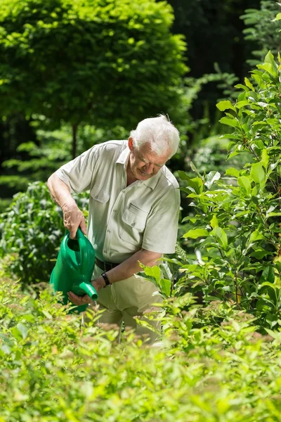 Hombre de edad avanzada regar plantas — Foto de Stock