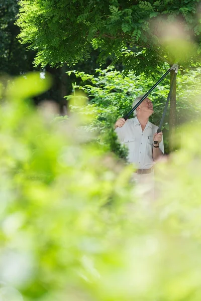 Elderly gardener cuts the trees — Stock Photo, Image