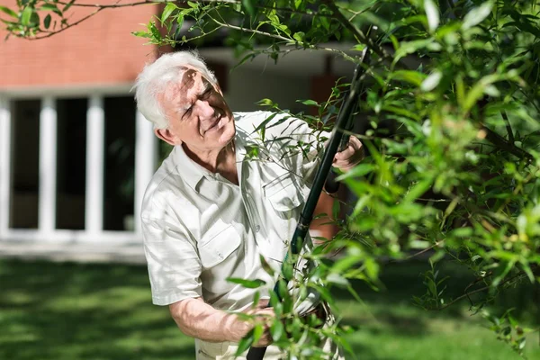 Jardineiro idoso corta as árvores — Fotografia de Stock