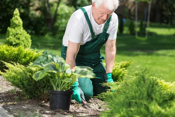 Elderly man plants flowers — Stock Photo, Image