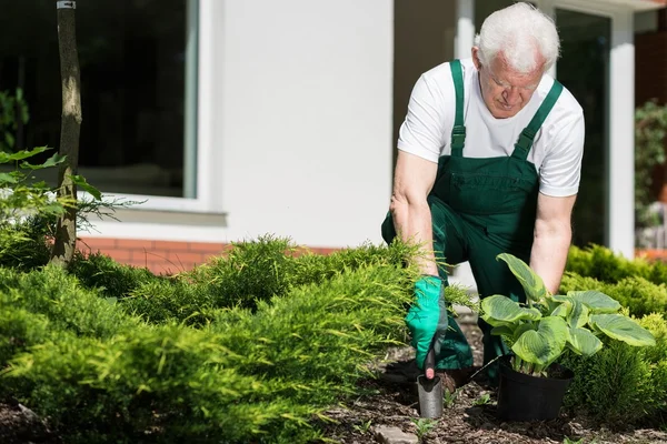 Uomo anziano piante fiori — Foto Stock