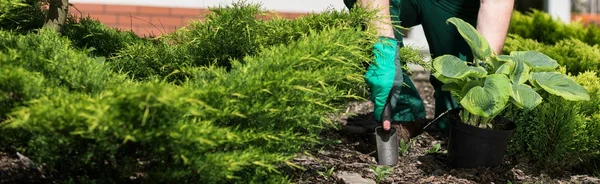 Horticultor plantando flor — Fotografia de Stock