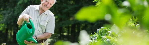 Elderly gardener watering bushes — Stock Photo, Image