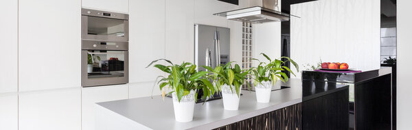 Flower pots on the worktop