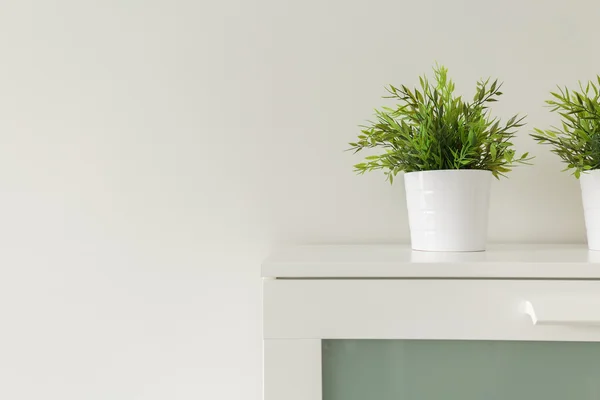 Plantas em vasos brancos — Fotografia de Stock