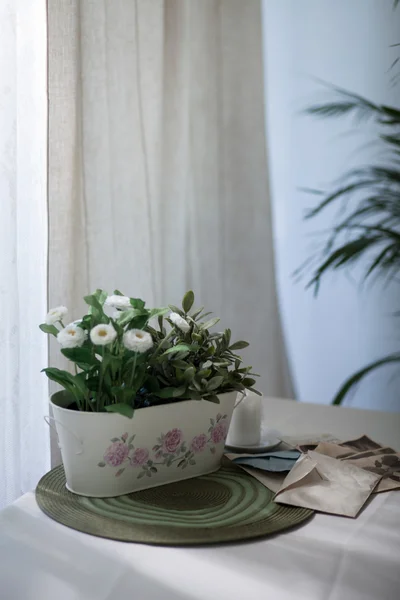 Daisies in flower pot — Stock Photo, Image