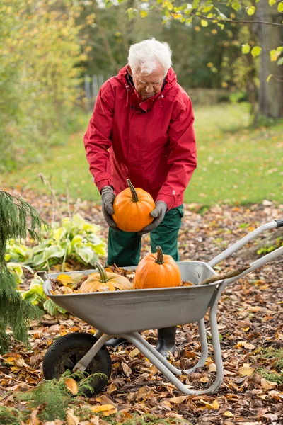 Mann erntet Kürbisse im Garten — Stockfoto