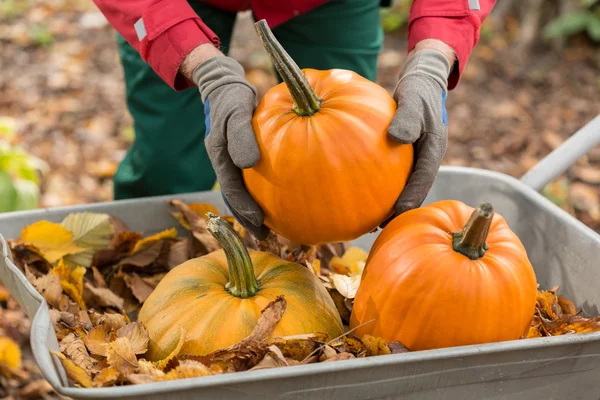 Man with gloves holding a pumpkin — Stock Photo, Image