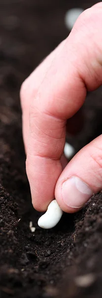 Gardener puts seed into hole — Stock Photo, Image