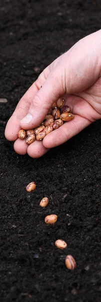 Plantgoed zaden in de bodem — Stockfoto