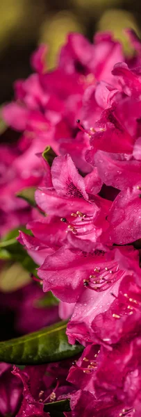 Rosa Blume Nahaufnahme — Stockfoto