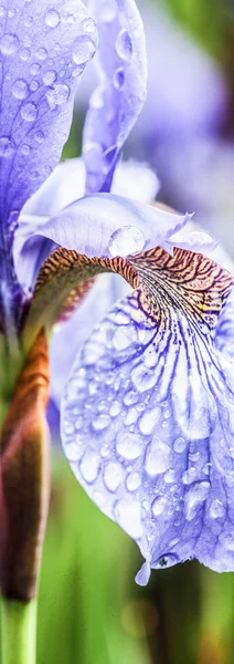 Крупним планом Пелюстка квітки — стокове фото