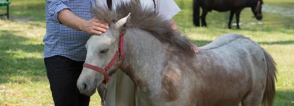 Stroking the horse — Stock Photo, Image