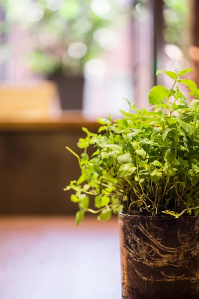 Herbe fraîche en pot de fleurs — Photo