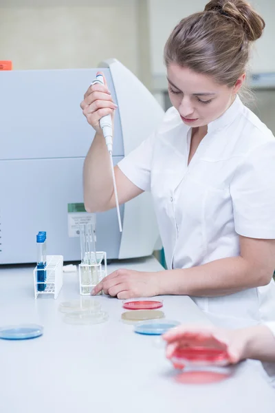Microbiologo con pipetta preparazione campioni — Foto Stock