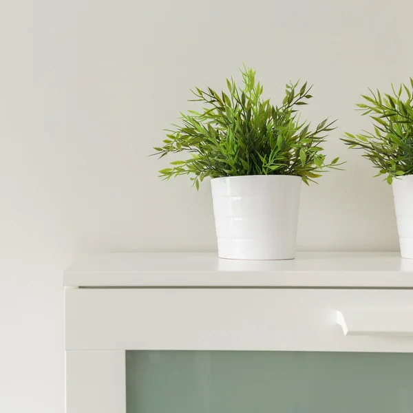 Plantas em vasos brancos — Fotografia de Stock